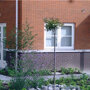 Glansmispel op stam, ook leuk in pot!